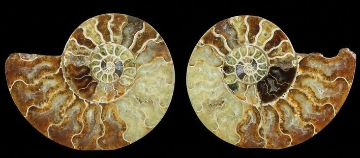 Bargain, Cut & Polished Ammonite Fossil - Agatized #69026